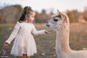 In a quiet Massachusetts field, a small child extends her hand toward the alpaca with the careful curiosity of meeting royalty for the first time. The soft evening light, muted tones, and eye level composition turn a simple interaction into gentle poetry.