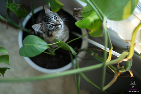 A curious kitten peers from a flowerpot beside the Massachusetts window, surrounded by curling green leaves that frame the tiny face like a jungle portrait. The soft light, shallow focus, and upward glance transform simple mischief to something unexpected