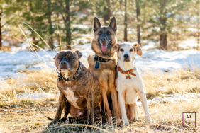 In Truckee, CA, three dogs sit together like an unlikely band posing for an album cover in the winter sun. The golden grass, snowy background, and distinct expressions give the portrait warmth, personality, and just the right touch of canine confidence.