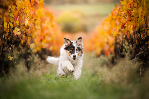 Nesta foto tirada em Lyon, França, um cachorrinho fofo com pelos fofos e orelhas erguidas corre alegremente entre a grama verde e as videiras.