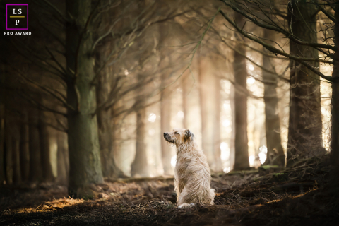 Em Beaujolais, França, um cachorro está sentado de costas para a câmera, com a cabeça virada para o lado e os olhos suavemente fechados. O brilho quente do pôr do sol ilumina a floresta ao fundo, criando uma cena tranquila e reflexiva.