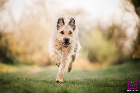 Em Beaujolais, França, um cachorro corre em direção à câmera pela grama baixa da floresta, exalando energia e alegria contra o pano de fundo de um cenário natural sereno.