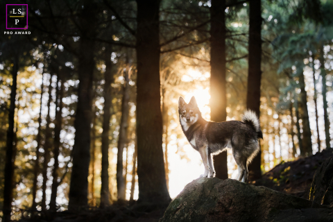 Em Beaujolais, França, um cão permanece majestosamente em uma rocha na floresta, iluminado pelo brilho quente do pôr do sol, com relâmpagos distantes iluminando o fundo. A cena captura uma mistura de tranquilidade e beleza natural dramática.