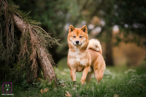 Um cachorro está parado na grama de uma floresta em Lyon, França, olhando para a câmera com uma expressão curiosa. A cena captura a natureza curiosa do cão em meio à tranquilidade da floresta.