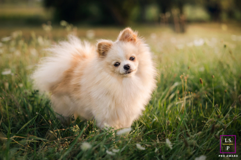 Em Lyon, França, um lulu da pomerânia posa na grama, com a cabeça inclinada e charmosa, olhando para a câmera. O retrato captura a expressão adorável e a personalidade vibrante do cão.