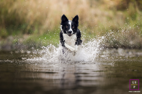 Retrato de um Border Collie correndo energicamente pela água em direção à câmera em Lyon, França. A imagem captura o movimento alegre e o espírito brincalhão do cão em um cenário dinâmico.
