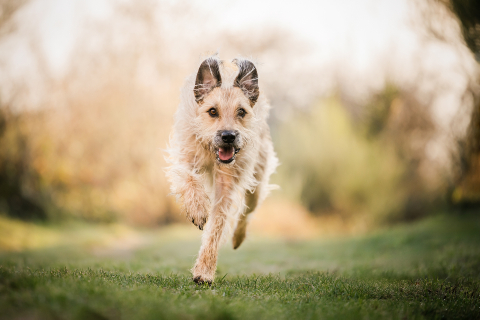 Em Beaujolais, França, um cachorro corre em direção à câmera pela grama baixa da floresta, exalando energia e alegria contra o pano de fundo de um cenário natural sereno.
