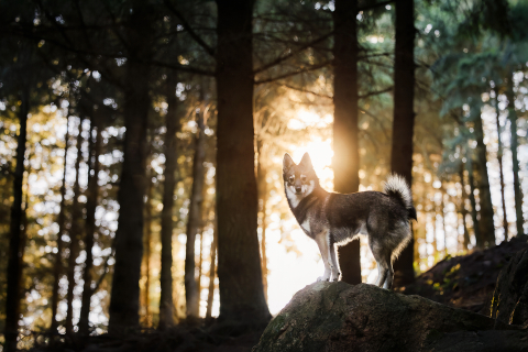 Em Beaujolais, França, um cão permanece majestosamente em uma rocha na floresta, iluminado pelo brilho quente do pôr do sol, com relâmpagos distantes iluminando o fundo. A cena captura uma mistura de tranquilidade e beleza natural dramática.