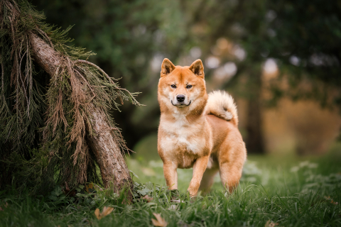 Um cachorro está parado na grama de uma floresta em Lyon, França, olhando para a câmera com uma expressão curiosa. A cena captura a natureza curiosa do cão em meio à tranquilidade da floresta.