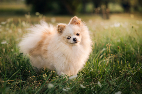 Em Lyon, França, um lulu da pomerânia posa na grama, com a cabeça inclinada e charmosa, olhando para a câmera. O retrato captura a expressão adorável e a personalidade vibrante do cão.