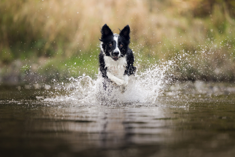 Retrato de um Border Collie correndo energicamente pela água em direção à câmera em Lyon, França. A imagem captura o movimento alegre e o espírito brincalhão do cão em um cenário dinâmico.