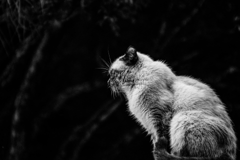 Perfil em preto e branco de um gato contra um fundo escuro em Ribeirão Preto, Brasil. Esta foto dramática e ousada destaca as feições elegantes e a presença marcante do felino.