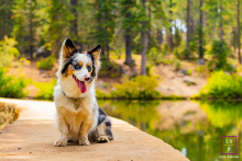 Retrato encantador de um adorável cachorrinho em Tahoe City, Califórnia, com um ar tímido enquanto olha para a câmera. Captura a natureza brincalhona e gentil do cão em um ambiente sereno ao ar livre, perto da água e das árvores.