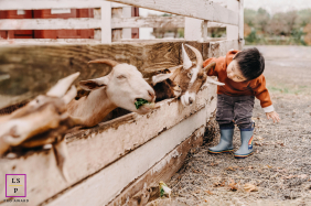 A young boy reaches toward curious goats gathered along a wooden fence during a playful farm visit in Flemington, New Jersey.