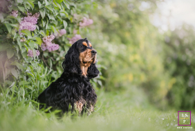 Portrait of a proud Cocker Spaniel sitting in Lyon, France, gazing into the distance.
