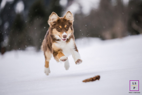 Border collie jumps in the snow at Pralognan-la-Vanoise, France, retrieving a pine cone.