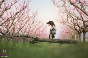 French spaniel portrait perched on a tree branch in a Lyon orchard, looking left.