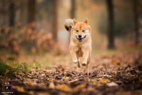 Shiba Inu dog joyfully running through a vibrant carpet of autumn leaves in Lyon, France.