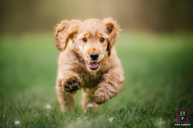A Cocker Spaniel puppy bounds happily through green grass with its paws stretched forward during playful outdoor exercise in Lyon, France.