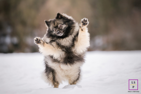 A fluffy dog playfully leaps through the snow with its paws raised during an energetic outdoor session in Bugey, France.