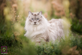A fluffy cat sits among tall grass and greenery, gazing toward the camera against a soft woodland background in Lyon, France.