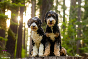 Two dogs sit side by side on a fallen log, surrounded by warm sunlight and towering forest trees at Skylandia Park, California.