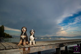 Two dogs sit side by side on a wooden dock overlooking Lake Tahoe beneath dramatic skies at Skylandia Park, California.