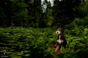 A dog sits among lush green ferns, gazing into the surrounding woodland at Skylandia Park in Lake Tahoe, California.