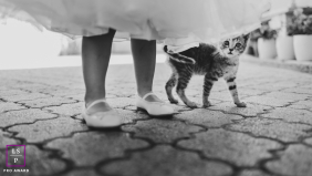 A small kitten walks closely beside a young child in a white dress during a playful outdoor scene in North Macedonia.