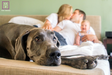 Um cachorro grande encontra serenidade em uma emocionante sessão de retratos de animais de estimação em estilo de vida doméstico em Nova York Neste emocionante retrato de animal de estimação capturado durante uma sessão de fotos de animais de estilo de vida em Nova York, um cachorro grande, majestoso e contente pode ser visto relaxando em uma cama. No fundo, mãe, pai e uma criança estão sutilmente fora de foco.