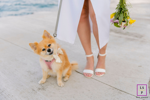 Um adorável cão de Chicago IL orgulhosamente posa para a câmera, sentado em uma superfície de concreto com uma coleira. Sua dona, vestida com um vestido branco e sapatos brancos, graciosamente segura um buquê de flores ao lado de seu amado animal de estimação.
