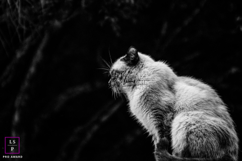 Perfil em preto e branco de um gato contra um fundo escuro em Ribeirão Preto, Brasil. Esta foto dramática e ousada destaca as feições elegantes e a presença marcante do felino.
