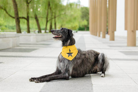 A Scottish Deerhound poses gracefully at the Kennedy Center in Washington, DC, showcasing its regal demeanor against the backdrop of this iconic cultural venue.