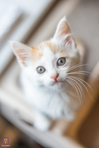 A lifestyle portrait of Mango, a kitten from Frederick, Maryland. The kitten is looking directly at the camera with big, curious eyes.