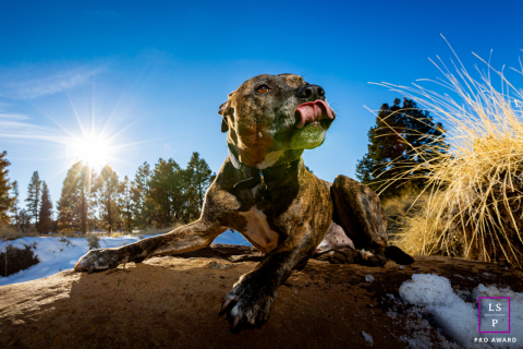 Posing For Pups: A Charming Truckee Dog's Sunny Day Portrait A cute dog in Truckee, California, is posing on a rock, licking its lips. The sun is shining, and a clear blue sky is visible in the background. The photo captures the dog's charming personality.