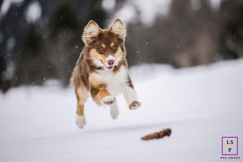 Border collie jumps in the snow at Pralognan-la-Vanoise, France, retrieving a pine cone.