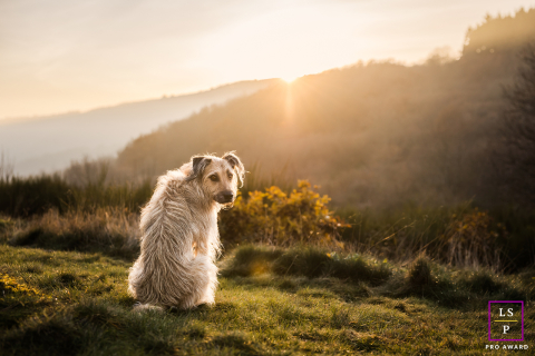 A Beaujolais, France pet portrait shows a dog sitting looking back at the viewer in a scenic landscape.