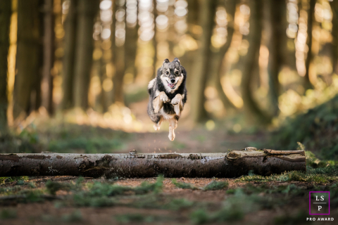 A Pomsky jumps over a mossy tree trunk during a dog portrait in Lyon, France.
