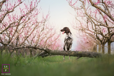 French spaniel portrait perched on a tree branch in a Lyon orchard, looking left.