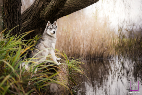 In Lyon, France, the husky pauses along the water’s edge with front paws resting on a fallen branch, quietly watching through the tall grass. The layered woodland setting and muted tones give the portrait a calm, watchful mood filled with natural beauty.