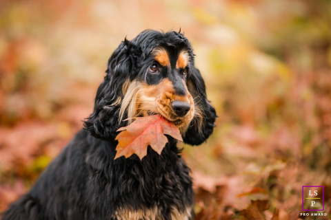 In Lyon, France, the cocker spaniel proudly carries an autumn leaf as though it has discovered the season’s greatest treasure. The warm fall colors and soft background blur give the portrait charm, personality, and a wonderfully playful sense of curiosity