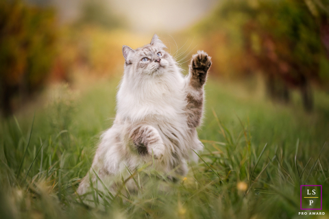 In Lyon, France, the fluffy cat rises through the grass with one paw suspended midair, fully focused on an unseen toy. The soft autumn colors and dreamy background blur give the portrait playful energy while highlighting the elegant fur and expression.