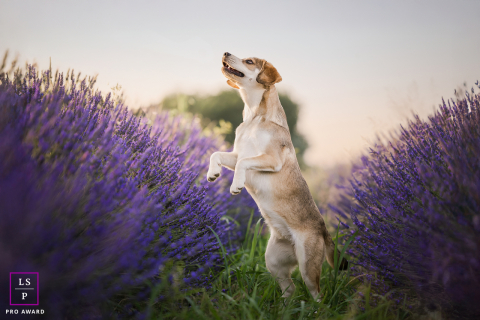 Near Lyon, France, the dog rises playfully between rows of lavender as if performing for the summer evening light. The rich purple tones and soft background blur create a portrait that feels joyful, elegant, and almost dreamlike in its simplicity.