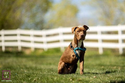 In Reno, Nevada, the young dog sits alert in the grass as soft afternoon light washes across the open field. The white fence and shallow depth of field create a calm rural backdrop, giving the portrait simplicity, focus, and quiet confidence.