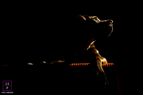 In Reno, Nevada, dramatic light carves the dog from near darkness as it gazes upward with quiet intensity. The deep shadows and warm highlights create a portrait that feels cinematic and soulful, turning a simple moment into something almost heroic.