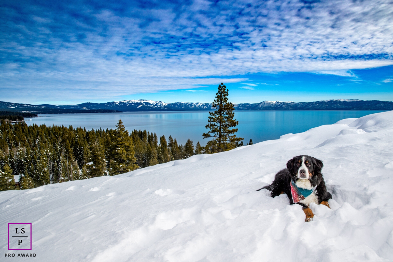 Adorável cão de montanha Bernese desfrutando de um país das maravilhas do inverno no topo de uma majestosa montanha do Lago Tahoe, apresentando a mistura perfeita de beleza natural e um cão