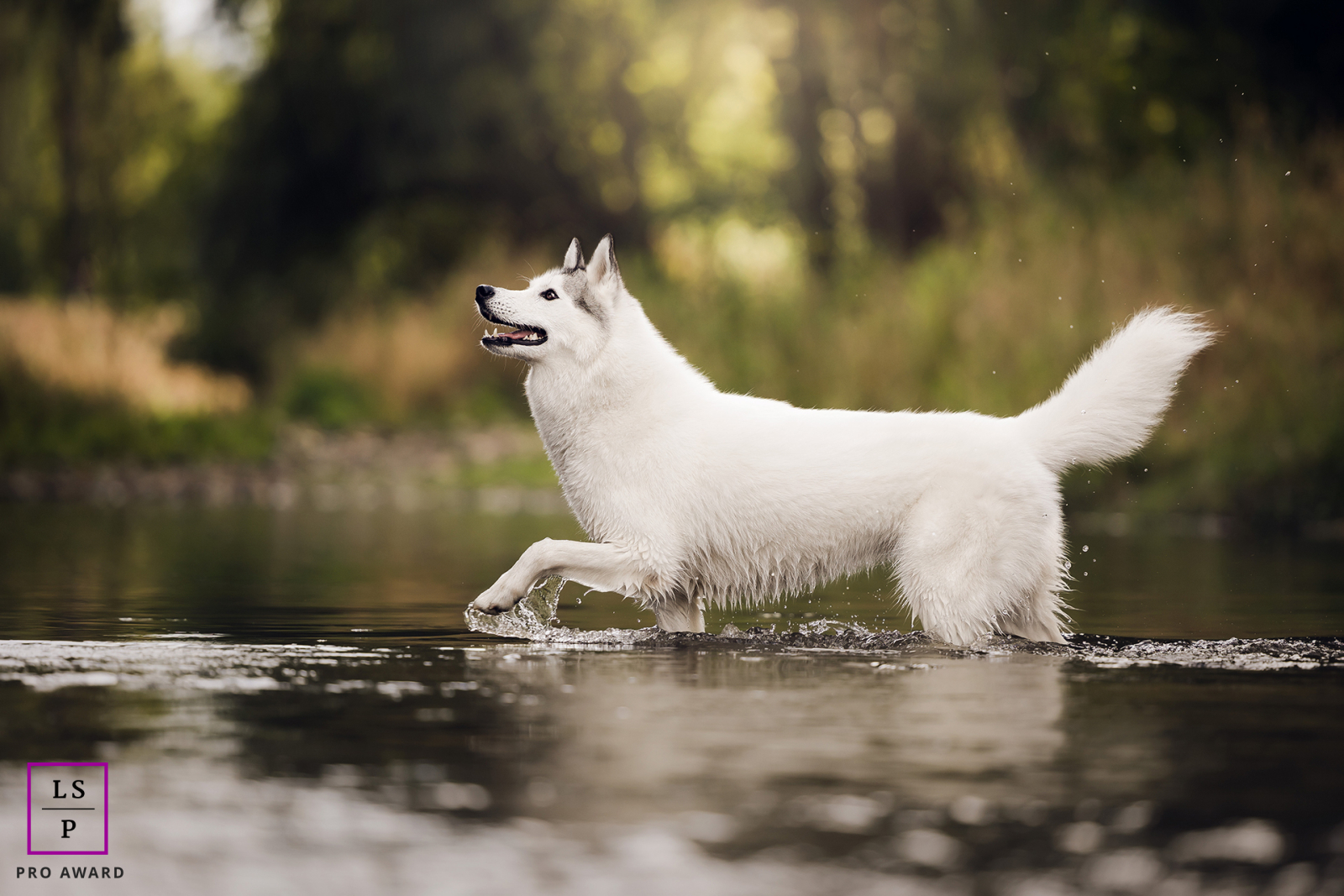 Un chien croisé husky blanc et duveteux se tient avec confiance dans les eaux peu profondes de la Saône à Lyon, en France.
