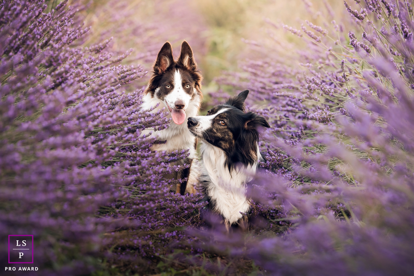 Neste cativante retrato de estilo de vida capturado em Lyon, França, Rosco contempla curiosamente a respiração de Twitch enquanto eles fazem uma pose em meio a um deslumbrante campo de flores roxas lilás