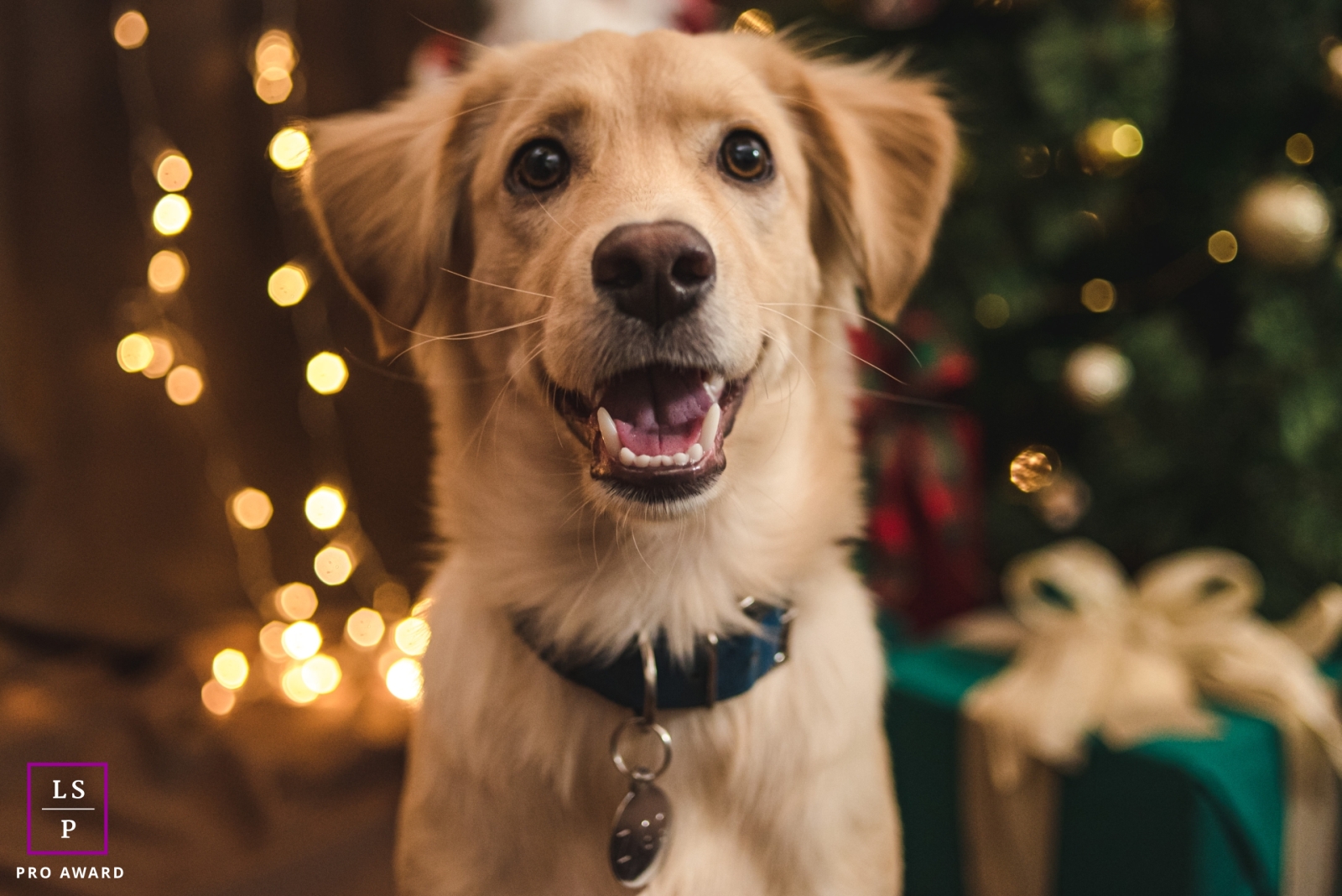 Captured Christmas spirit in a festive pet portrait! This lively image showcases a furry friend posing in front of a beautifully decorated tree in Campo Grande, Brazil.