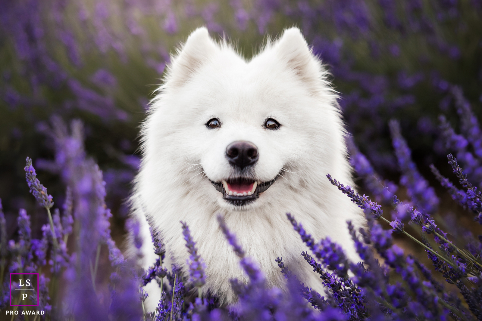 Portrait captivant de Milky, un Samoyède blanc duveteux, posant gracieusement parmi les champs de lavande violette vibrante à Lyon, en France.